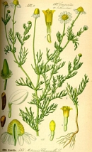Kamille / Matricaria chamomilla