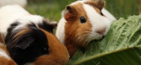 Weum sind gerade Meerschweinchen und Kaninchen beliebte Haustiere für Kinder